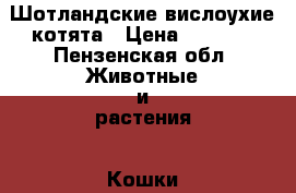 Шотландские вислоухие котята › Цена ­ 2 000 - Пензенская обл. Животные и растения » Кошки   